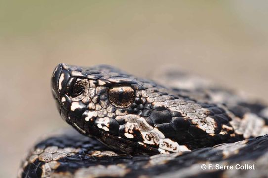 صورة Vipera aspis (Linnaeus 1758)