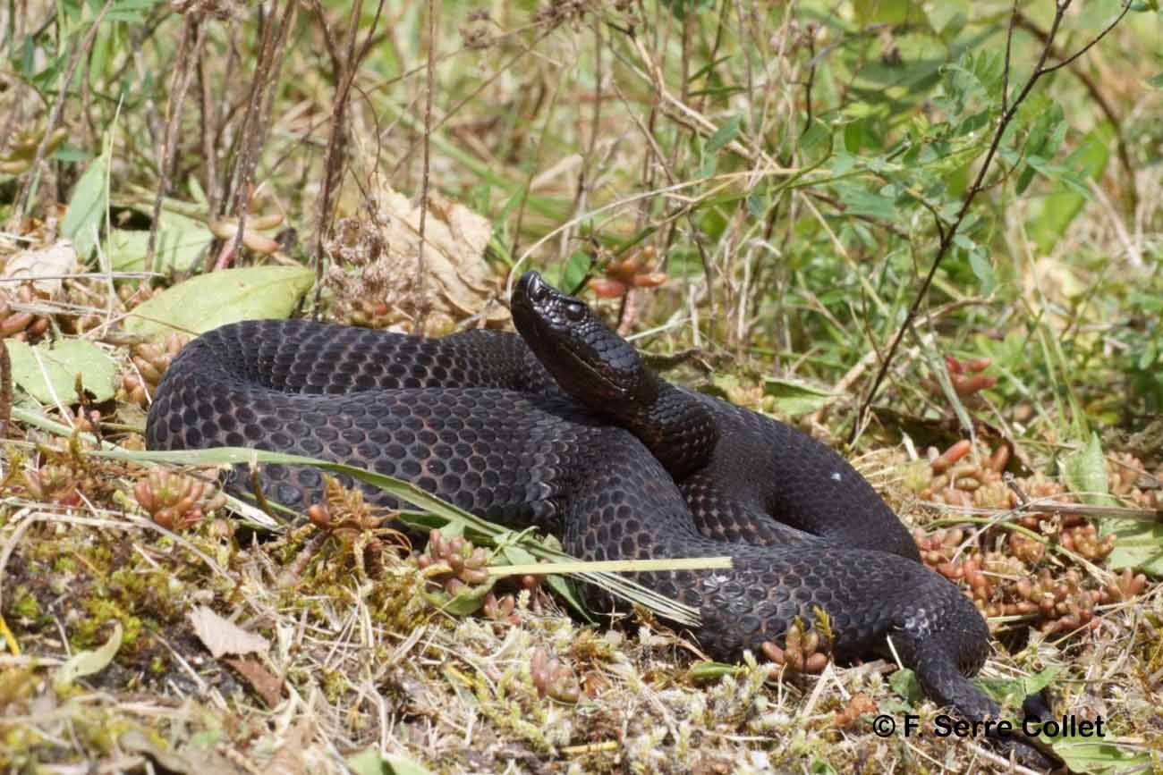 صورة Vipera aspis (Linnaeus 1758)