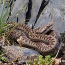 Imagem de Vipera aspis (Linnaeus 1758)