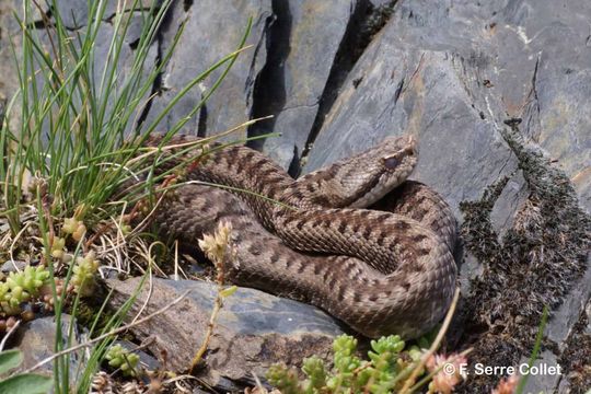 Imagem de Vipera aspis zinnikeri Kramer 1958