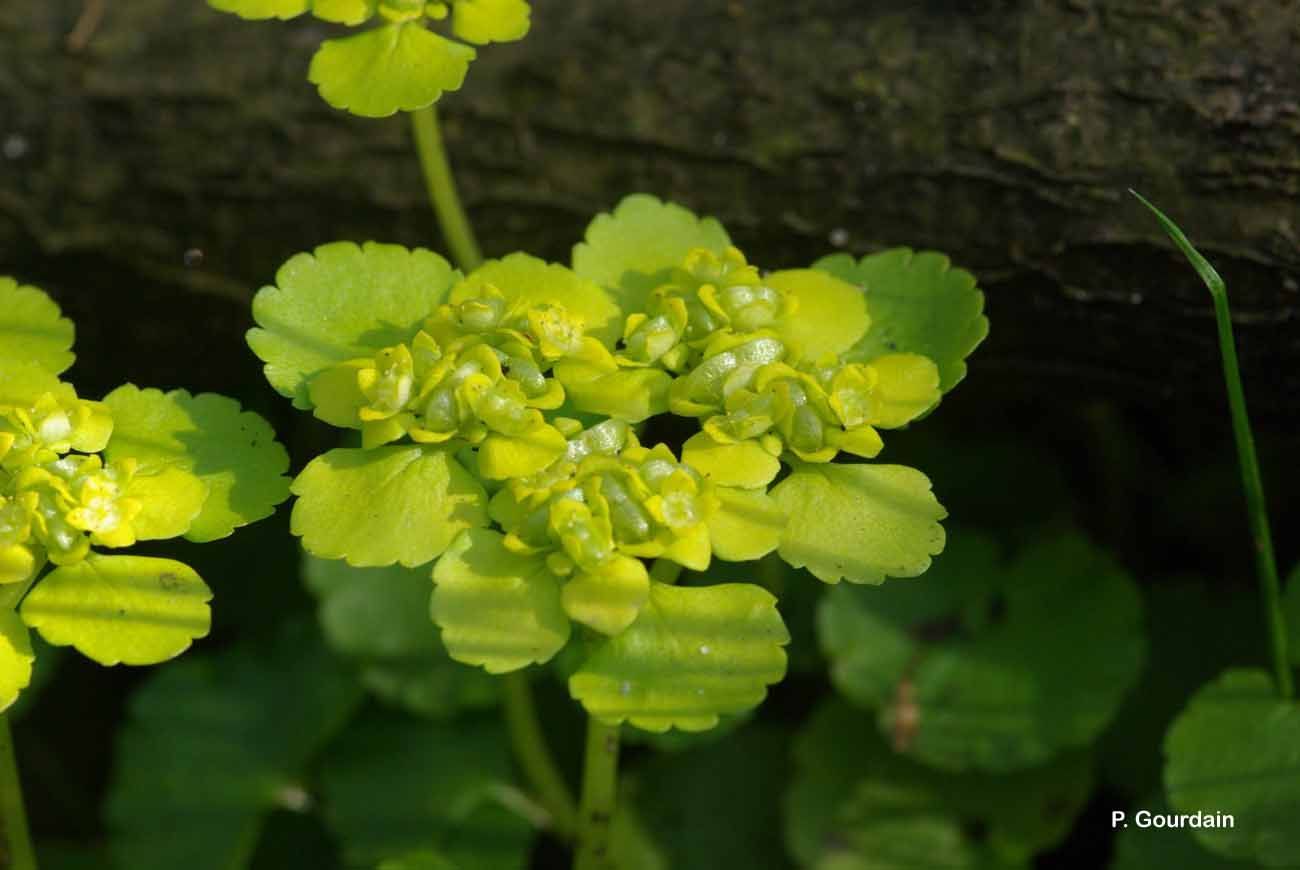 Image of alternate-leaf golden saxifrage