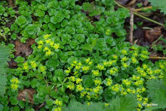 Image of Opposite-leaved Golden Saxifrage