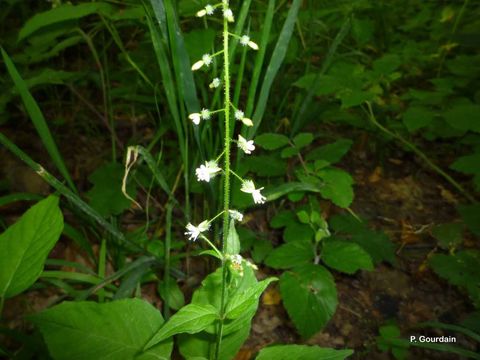 Image of broadleaf enchanter's nightshade