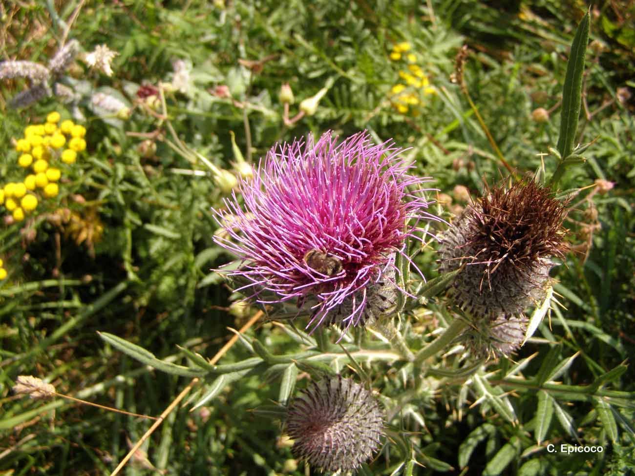 Image of woolly thistle