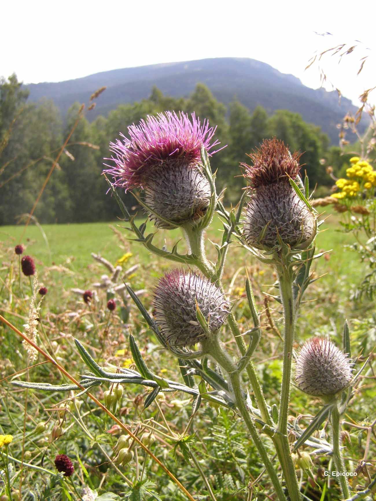 Image of woolly thistle