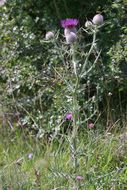 Image of woolly thistle