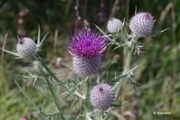 Image of woolly thistle