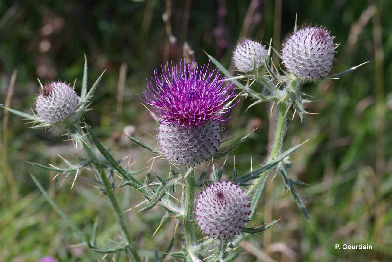 Image of woolly thistle