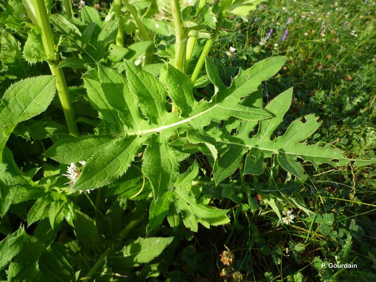 Image of Cabbage Thistle