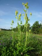 Image of Cabbage Thistle