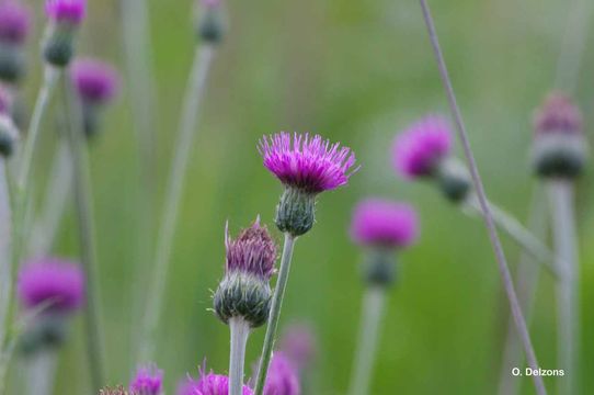 Image de Cirsium tuberosum (L.) All.