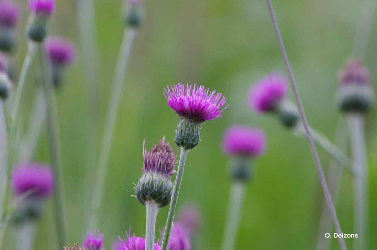 Image of Tuberous Thistle