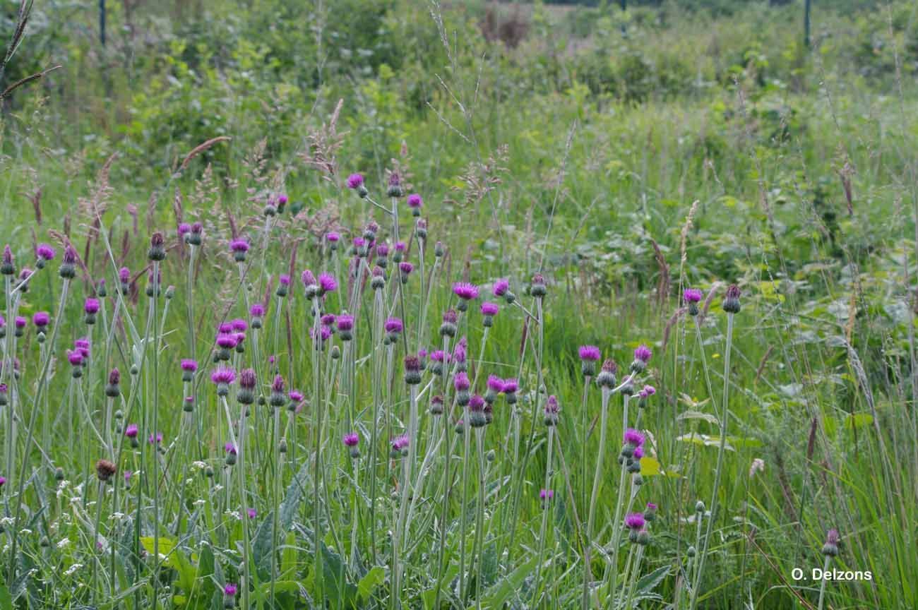 Image de Cirsium tuberosum (L.) All.