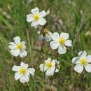 Image of White Rock-rose