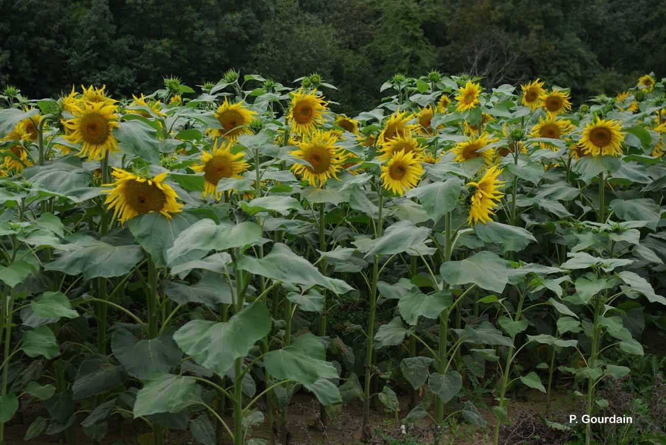 Image of common sunflower