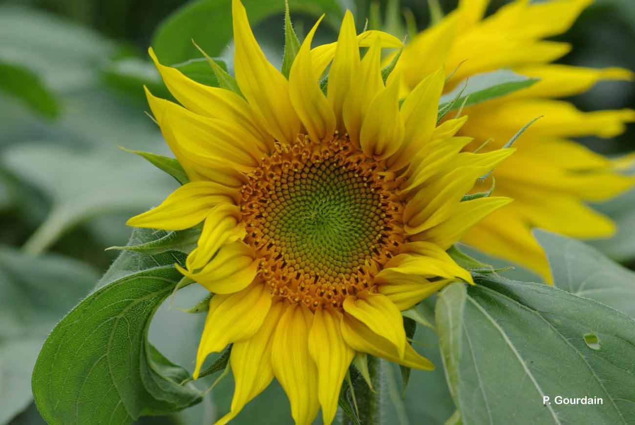 Image of common sunflower