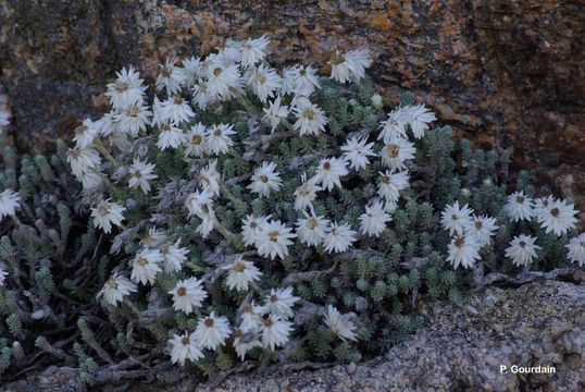 Plancia ëd Castroviejoa frigida (Labill.) Galbany et al.