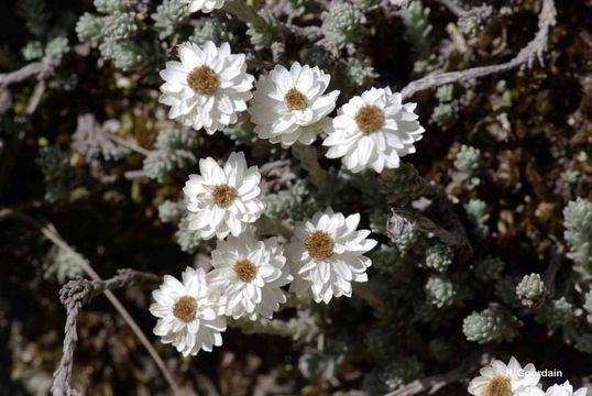 Plancia ëd Castroviejoa frigida (Labill.) Galbany et al.