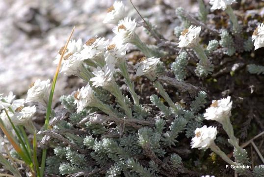 Castroviejoa frigida (Labill.) Galbany et al. resmi