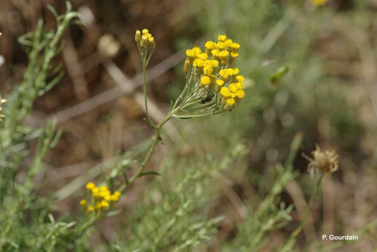 Слика од Helichrysum italicum (Roth) G. Don fil.