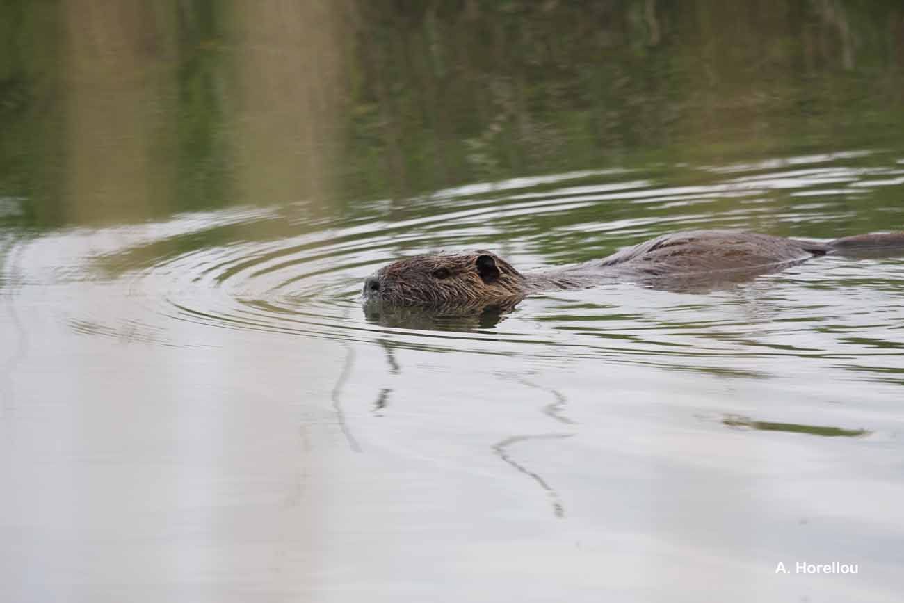 Image of Nutria