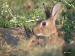 Plancia ëd Oryctolagus cuniculus (Linnaeus 1758)