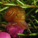 Image of Green Snail