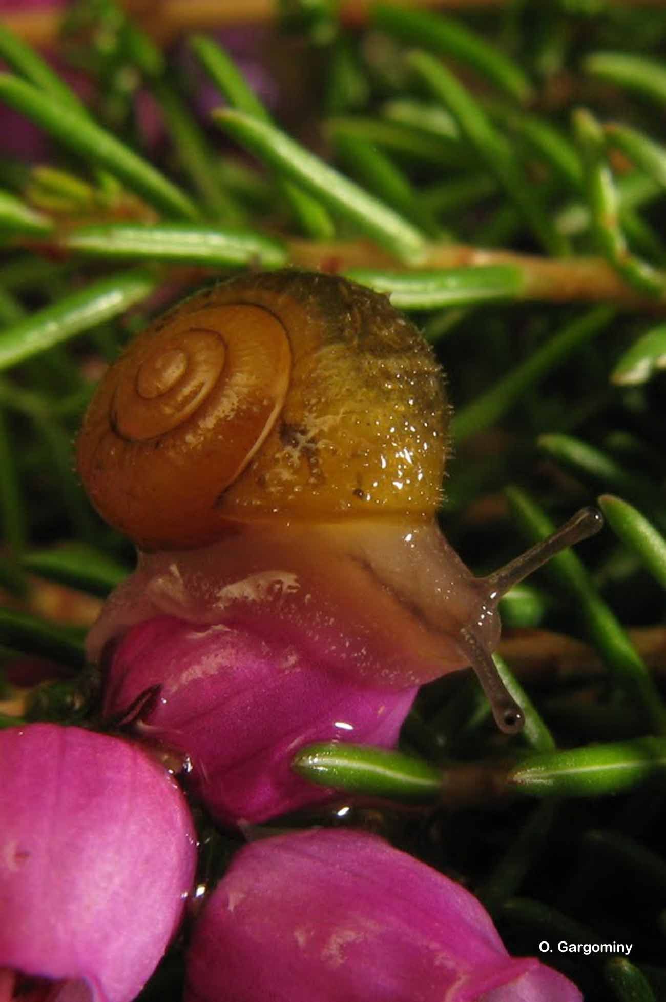 Image of Green Snail