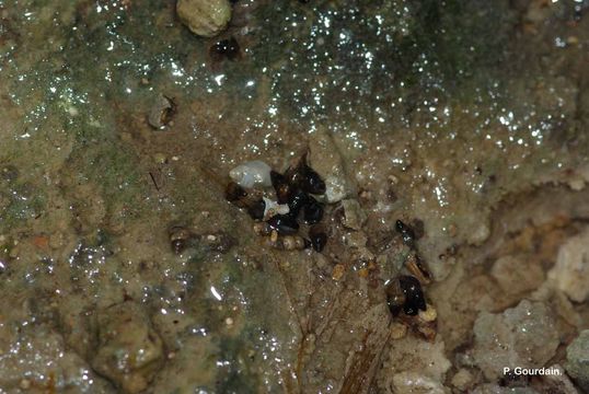Image of <i>Potamopyrgus antipodarum</i> (J. E. Gray 1843)