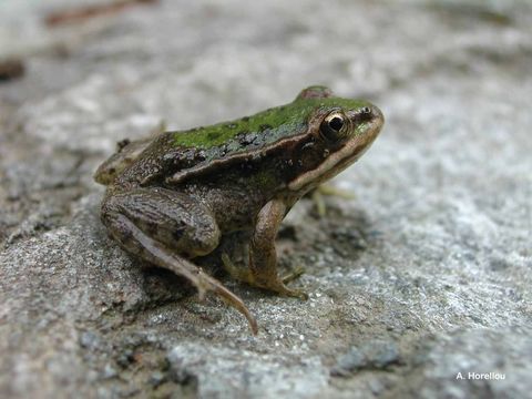 Image of Italian Pool Frog