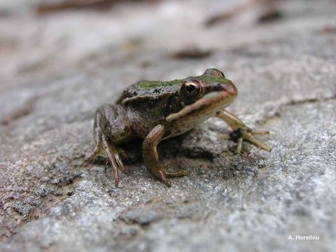 Image of Italian Pool Frog