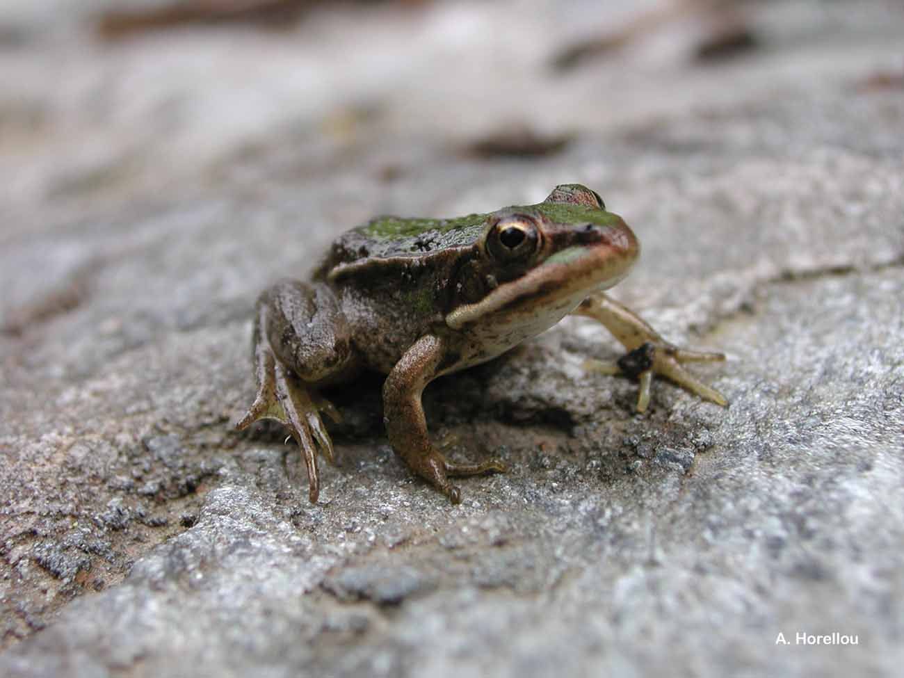 Image of Italian Pool Frog