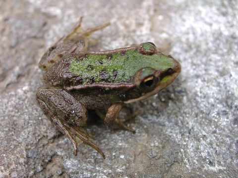 Image of Italian Pool Frog