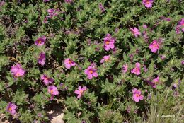 Cistus crispus L. resmi