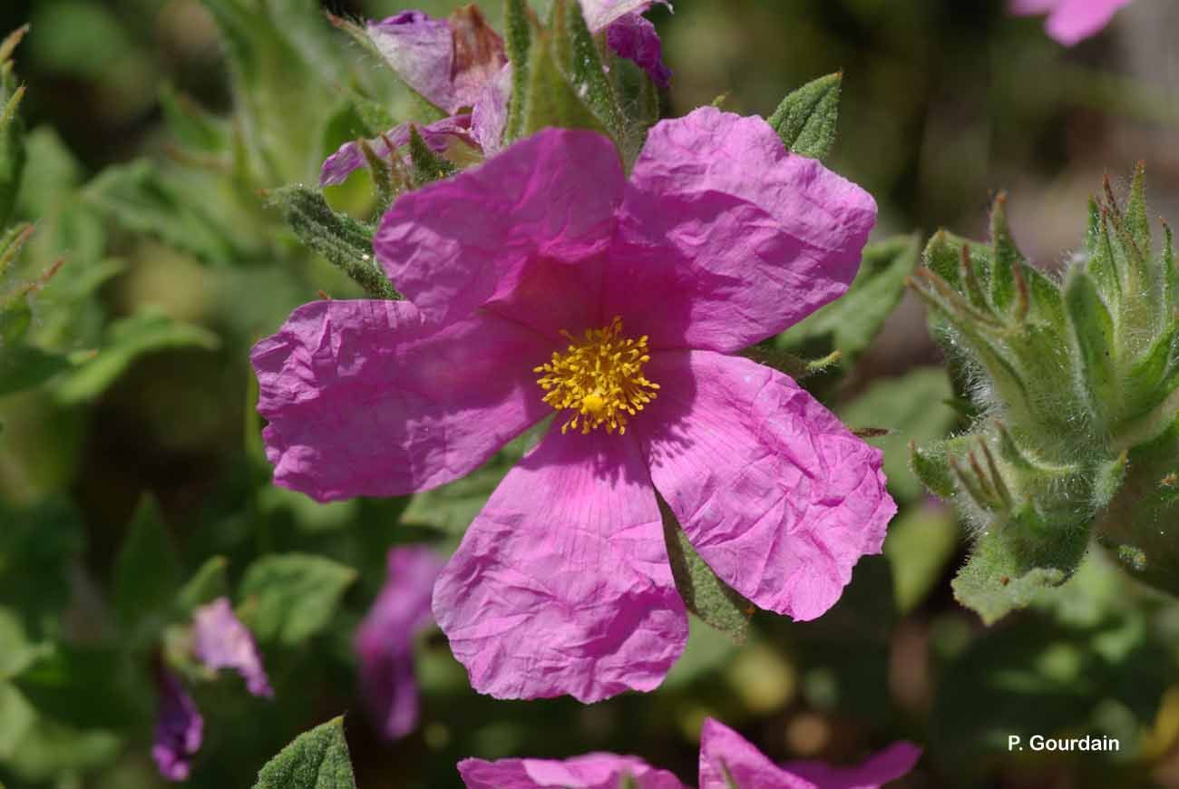 Image of Cistus crispus L.