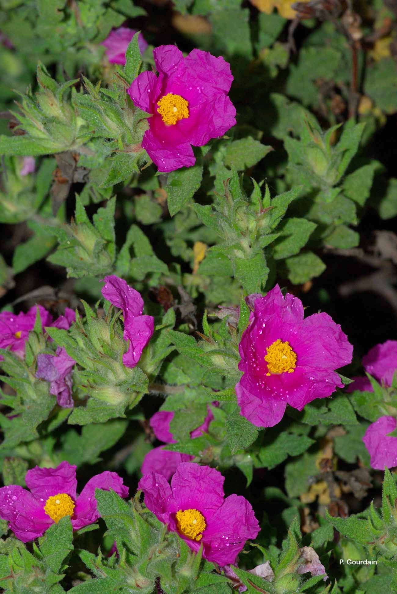 Cistus crispus L. resmi