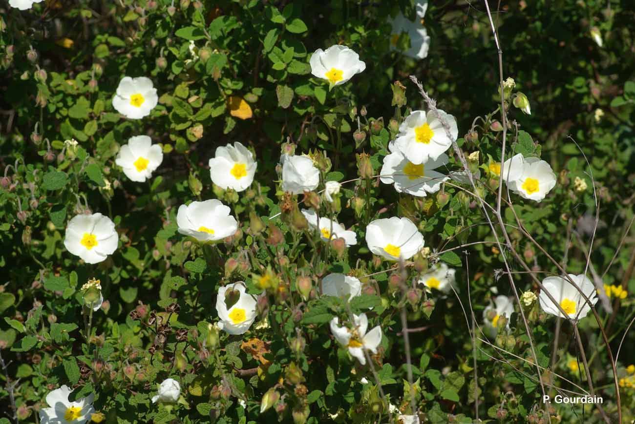 Image of salvia cistus