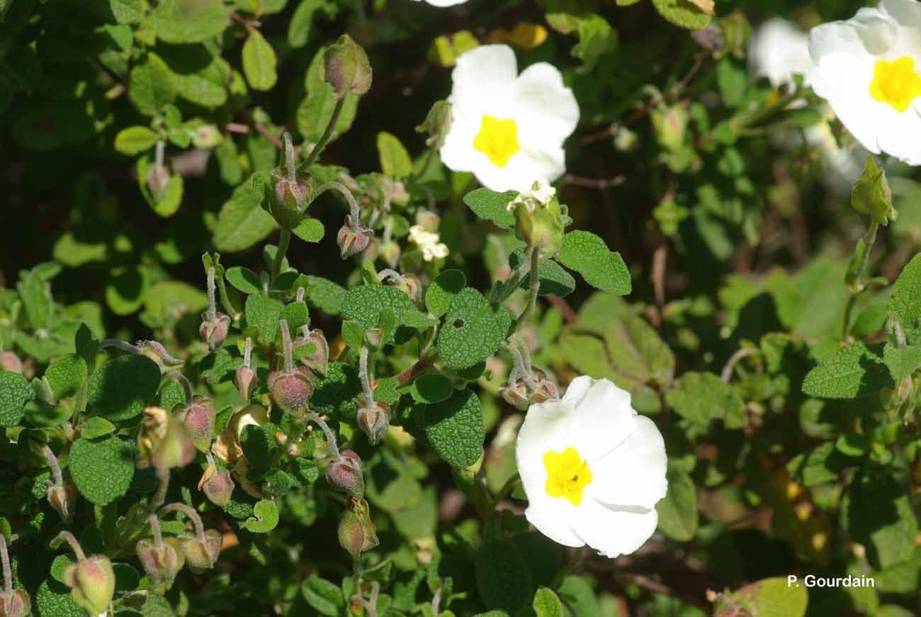 Image of salvia cistus