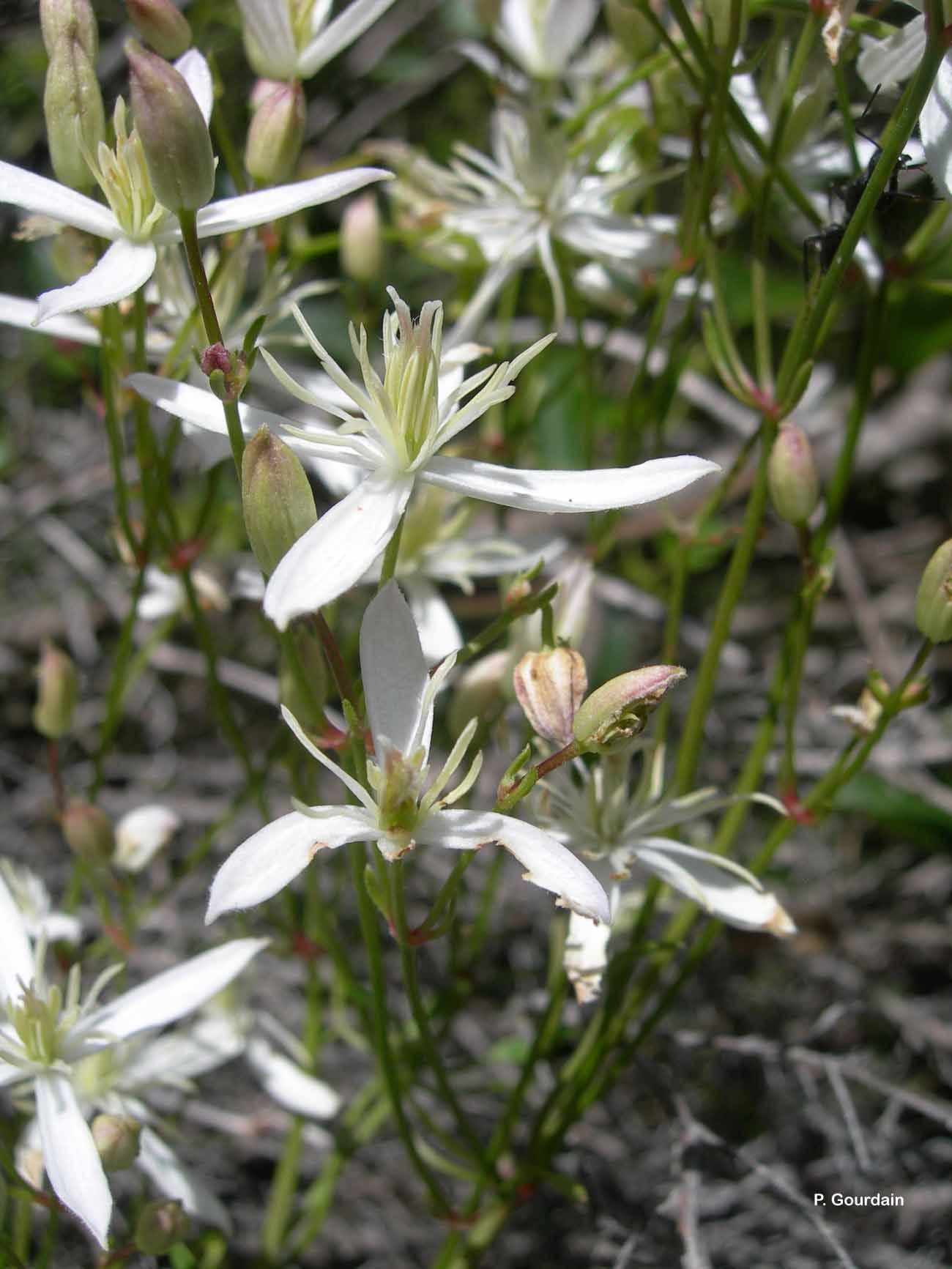 Image of fragrant clematis