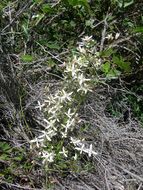 Image of fragrant clematis