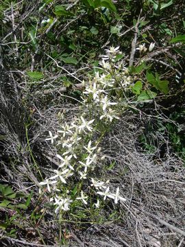 Image of fragrant clematis