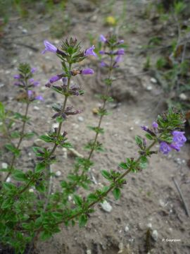 Image of basil thyme