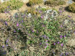 Image of Clinopodium alpinum (L.) Kuntze