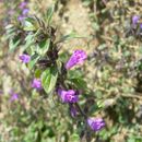 Image of Clinopodium alpinum (L.) Kuntze