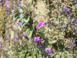 Image of Clinopodium alpinum (L.) Kuntze