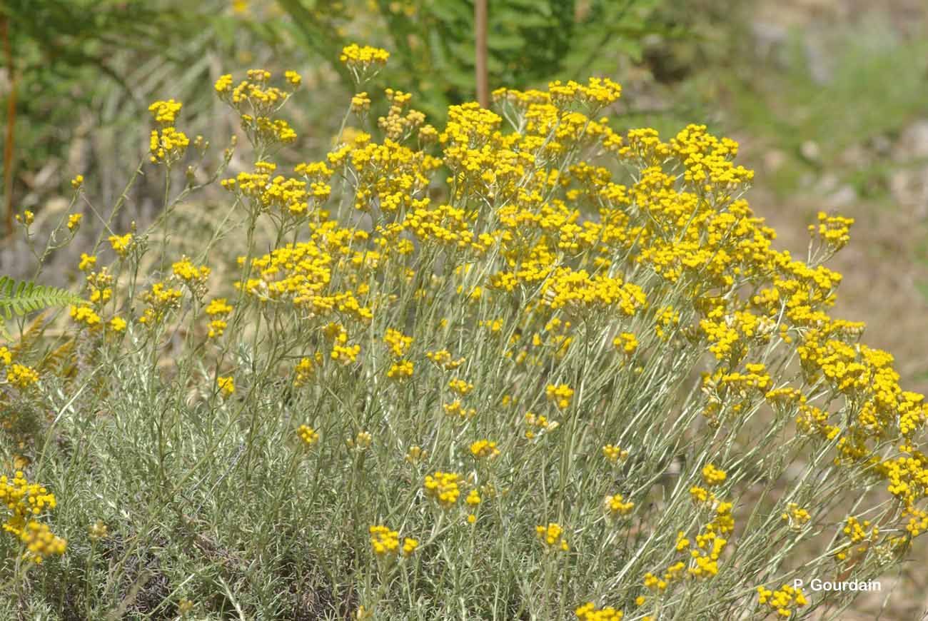 Image of Helichrysum italicum (Roth) G. Don fil.