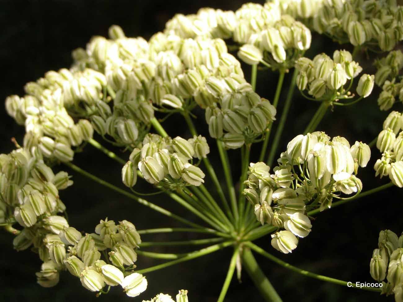 Plancia ëd Heracleum sphondylium L.