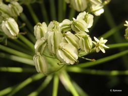 Plancia ëd Heracleum sphondylium L.