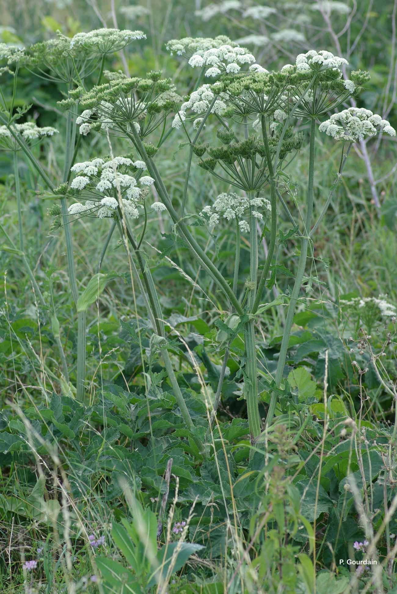 Plancia ëd Heracleum sphondylium L.