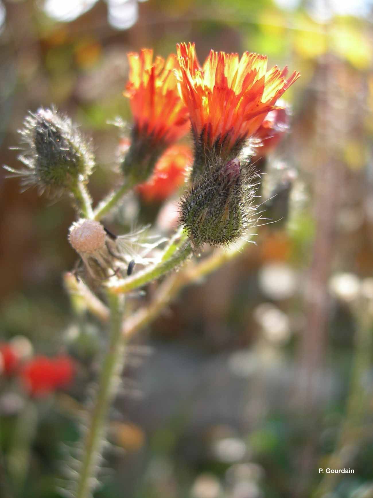 Image of Fox-and-cubs